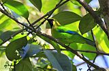Blue-winged Leafbirdborder=